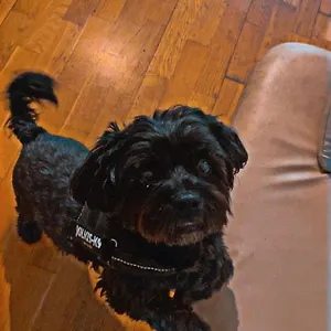 Black Dog Венгрия